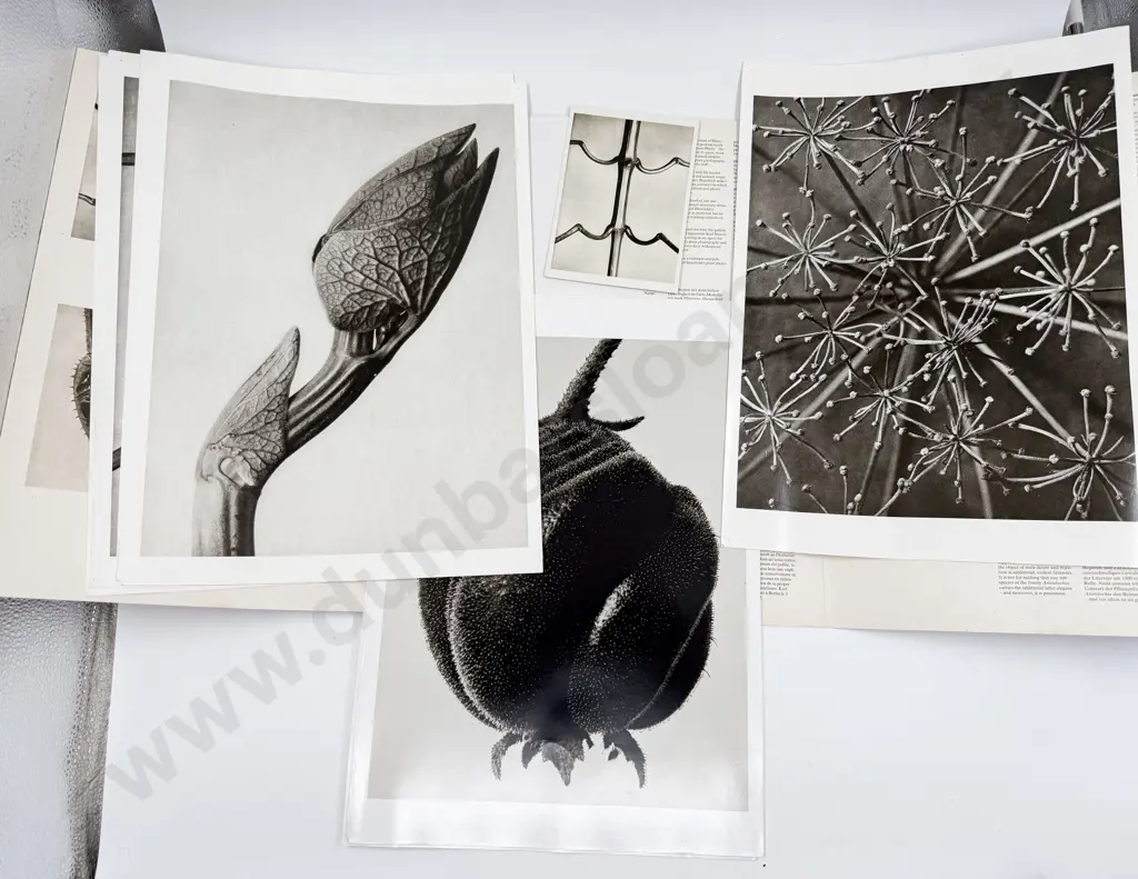 Blossfeldt 6 Poster Posterbook Image 1++