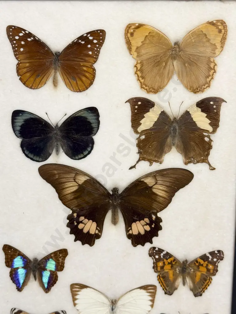 Two Framed Exotic Butterfly & Moth Displays Image 1++