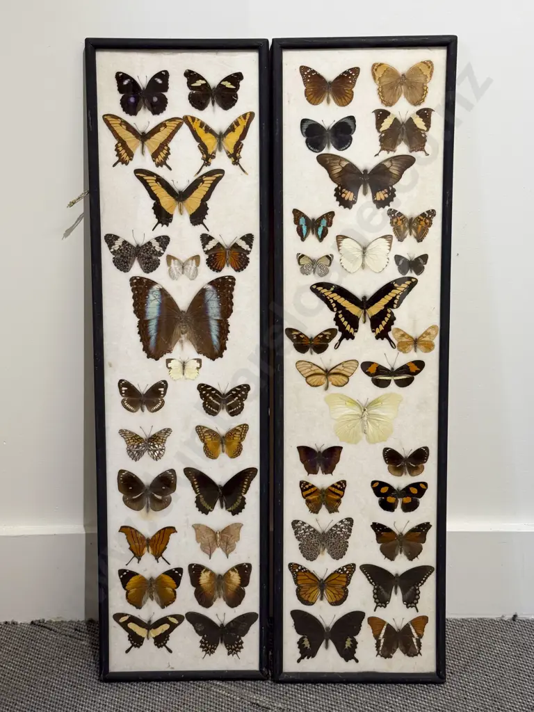 Two Framed Exotic Butterfly & Moth Displays Image 1++
