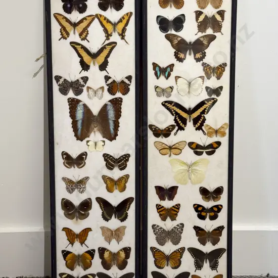 Two Framed Exotic Butterfly & Moth Displays
