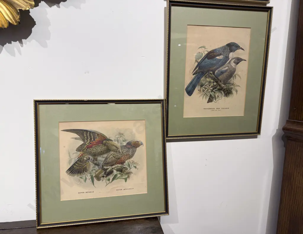 Set of Four Framed NZ Ornithological Polychrome Book Plates Image 1++
