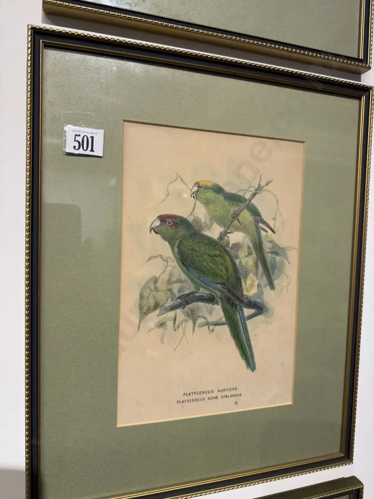 Set of Four Framed NZ Ornithological Polychrome Book Plates Image 1++