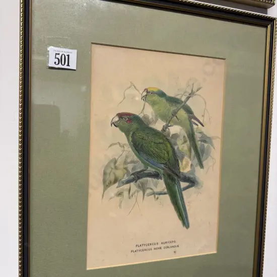 Set of Four Framed NZ Ornithological Polychrome Book Plates