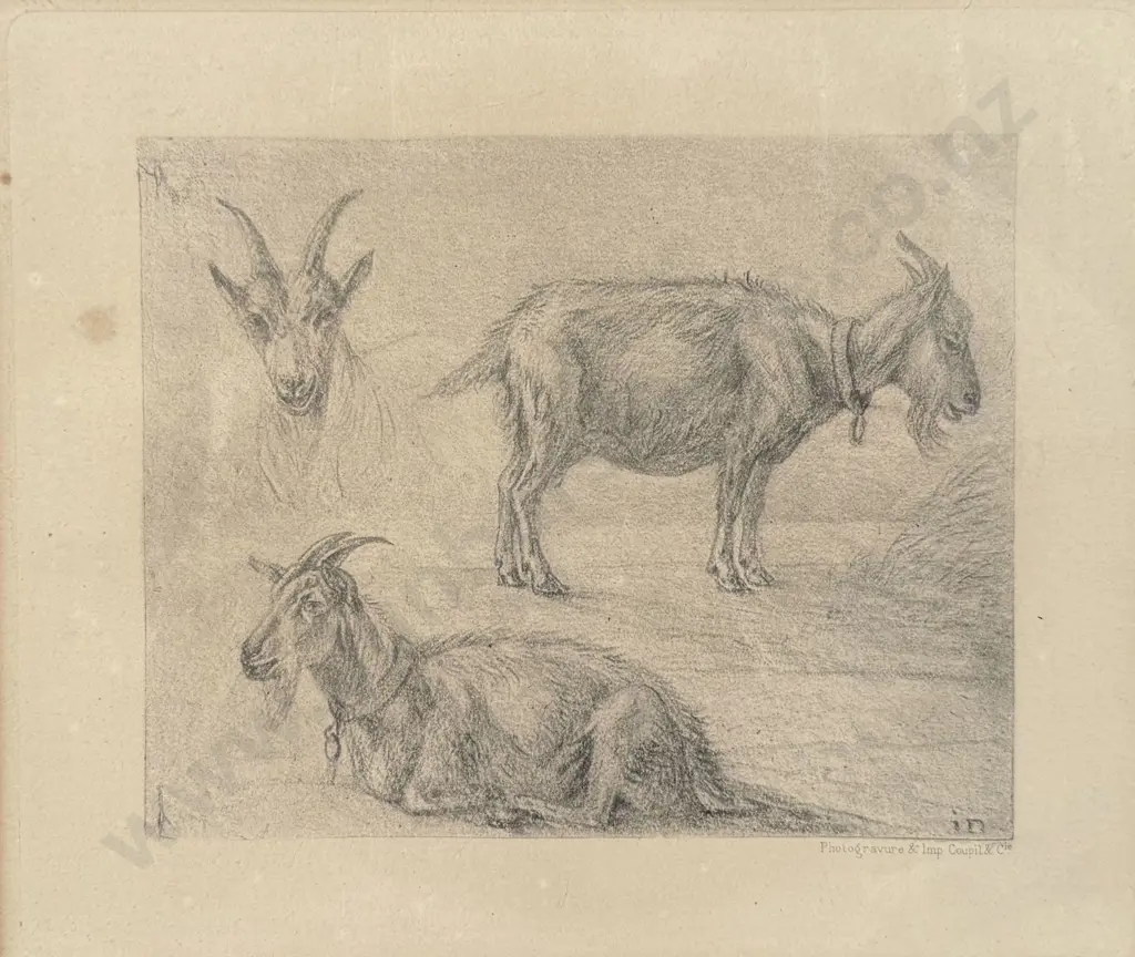 Photogravure- Study of Goats Image 1++