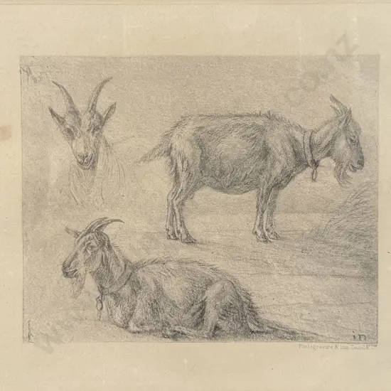 Photogravure- Study of Goats