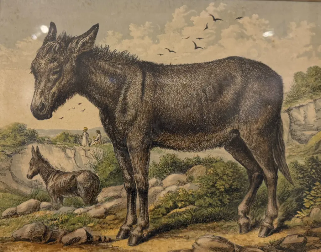 Set Four Late Victorian Animal Study Lithographs Image 1++