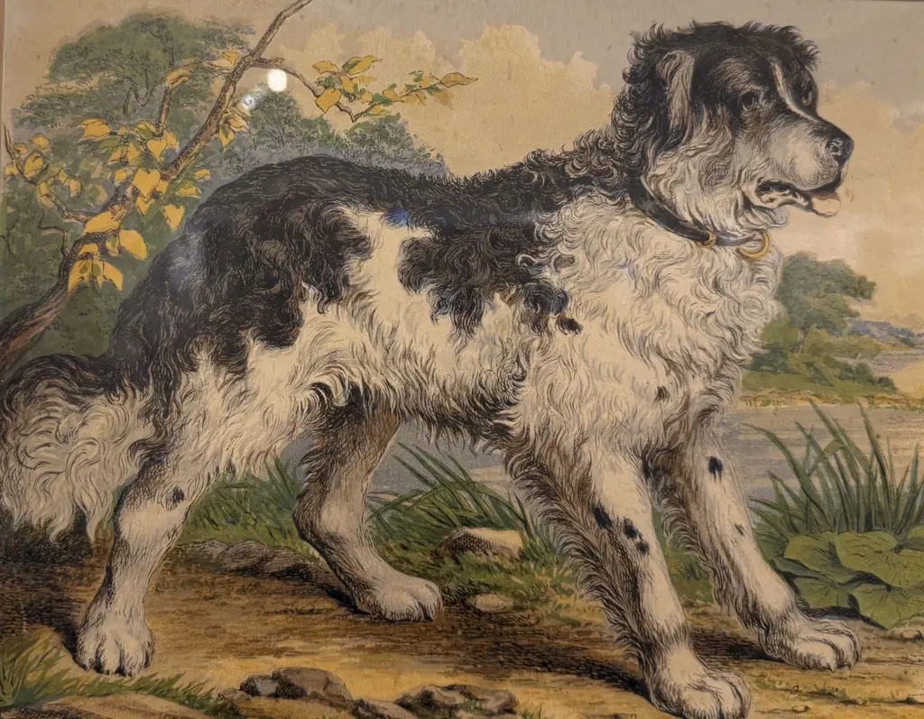 Set Four Late Victorian Animal Study Lithographs Image 1++