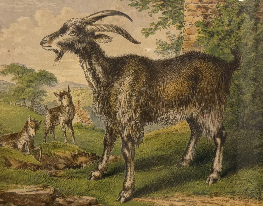 Set Four Late Victorian Animal Study Lithographs Image 1++
