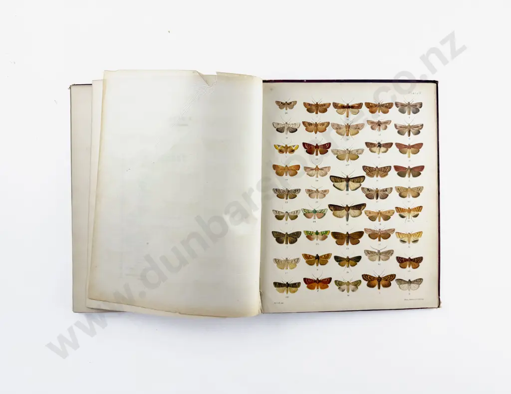 Hudson G V - New Zealand Moths And Butterflies Image 1++