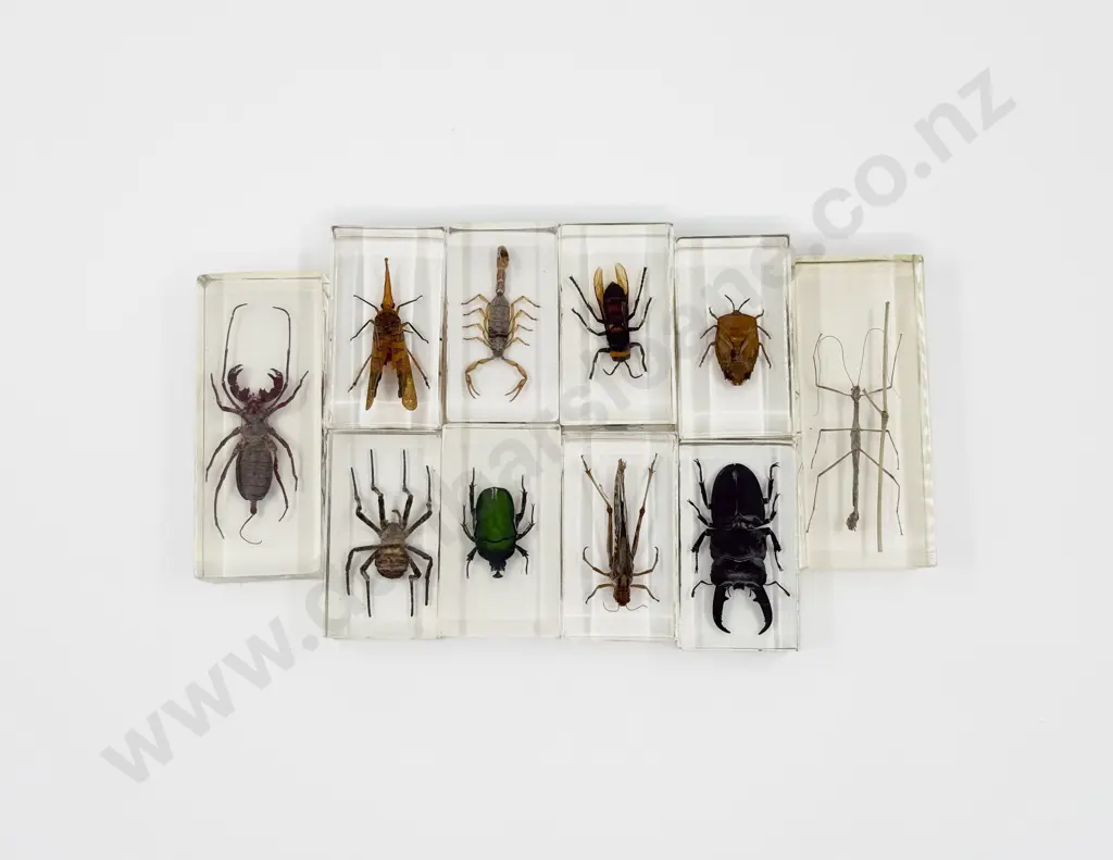 Quantity of Assorted Bug Paperweights Image 1++