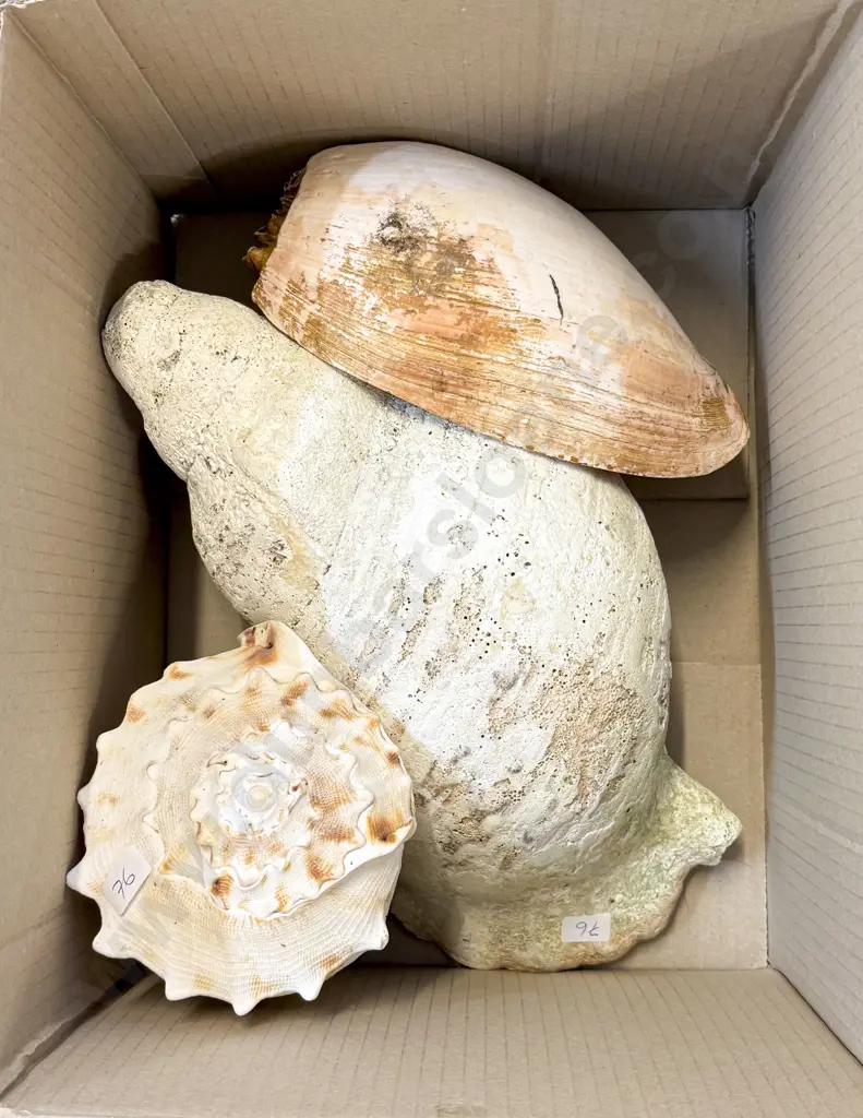 Box of Shells Image 1++