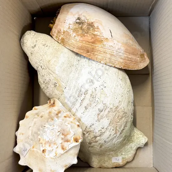 Box of Shells