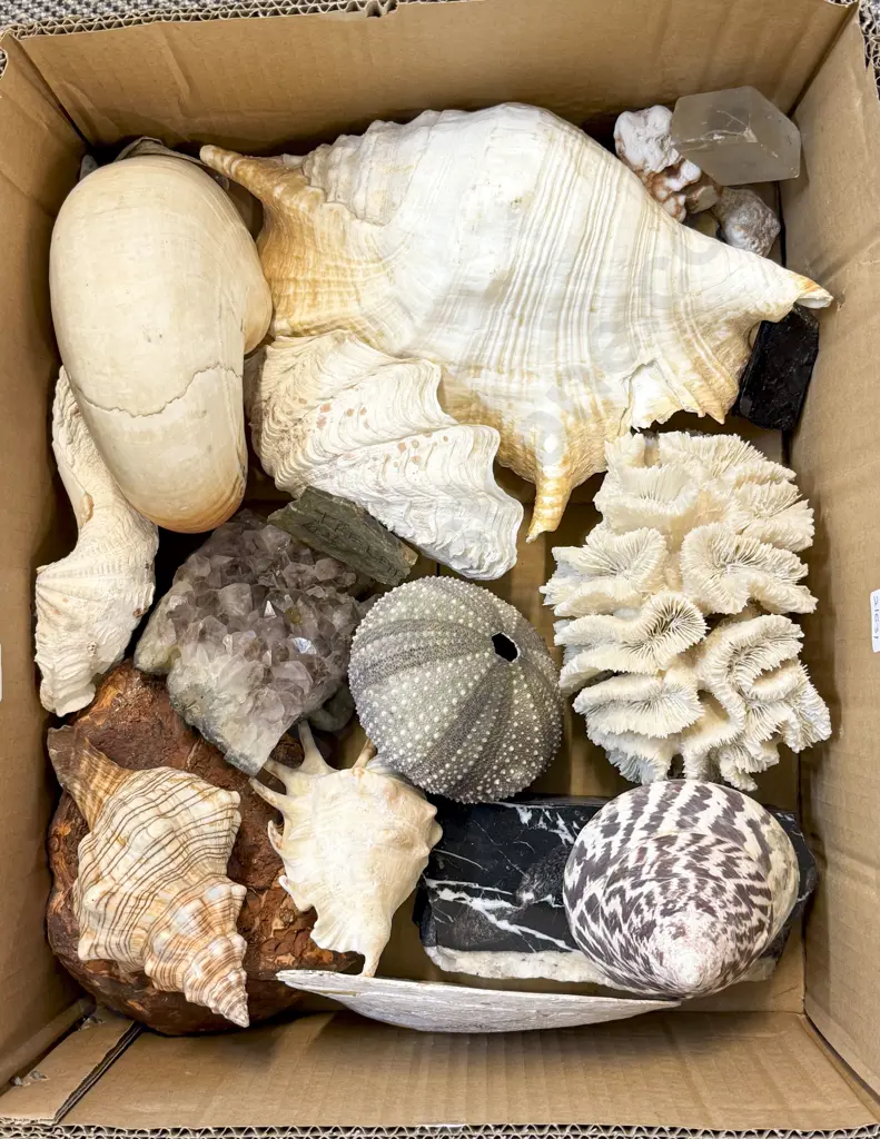 Box of Shells Image 1++