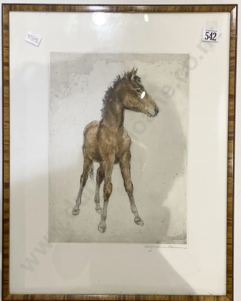 Attributed Neumann - Foal Study - Original Hand Coloured Etching Image 1++