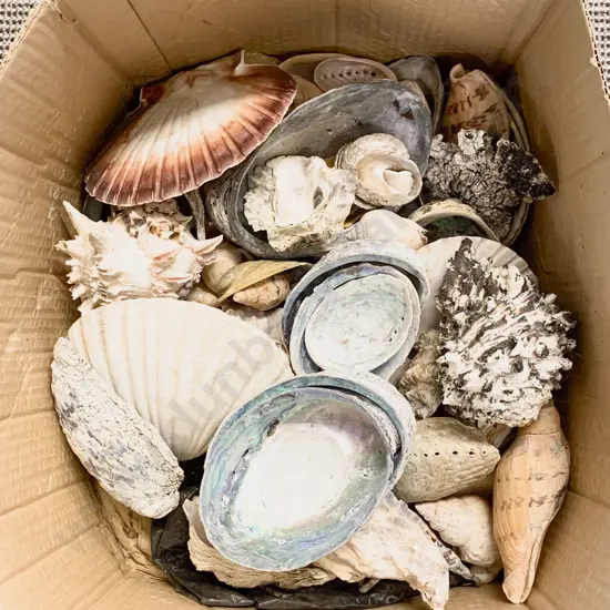 Box of Assorted Shells