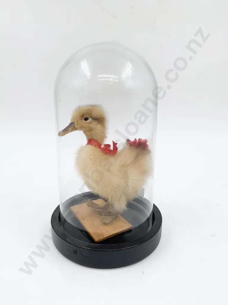Taxidermy Duckling in Glass Dome Image 1++