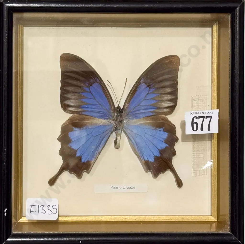 Taxidermy Butterfly Display - Paplilio Ulysses Image 1++