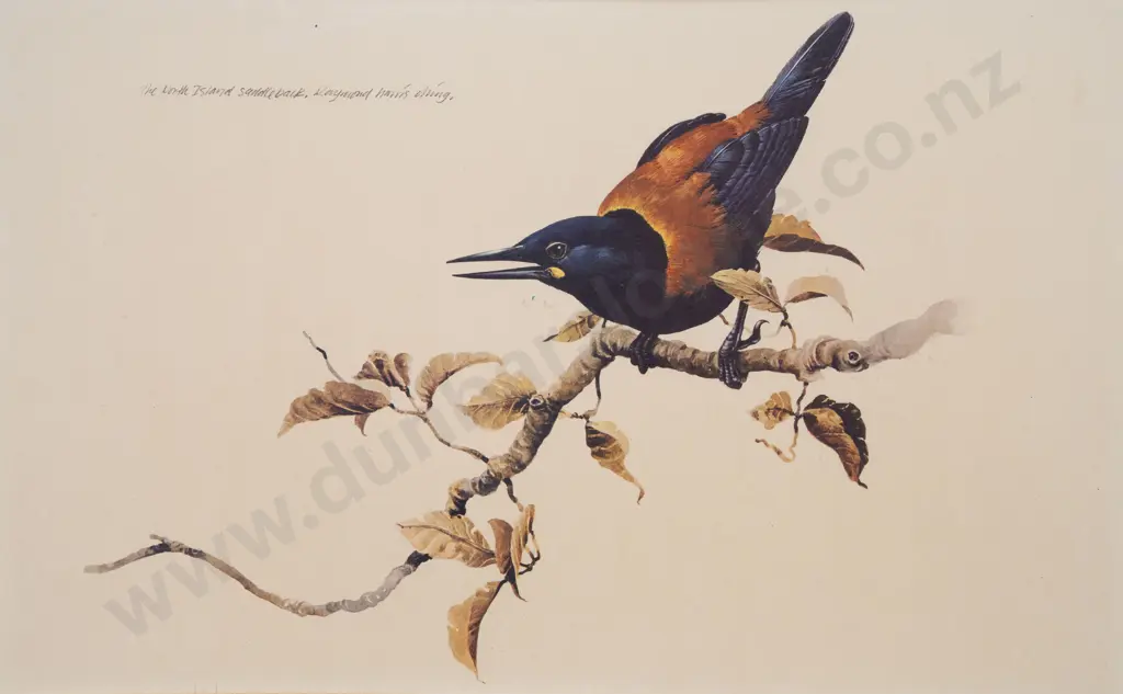 Raymond Ching - The North Island Saddleback Image 1++