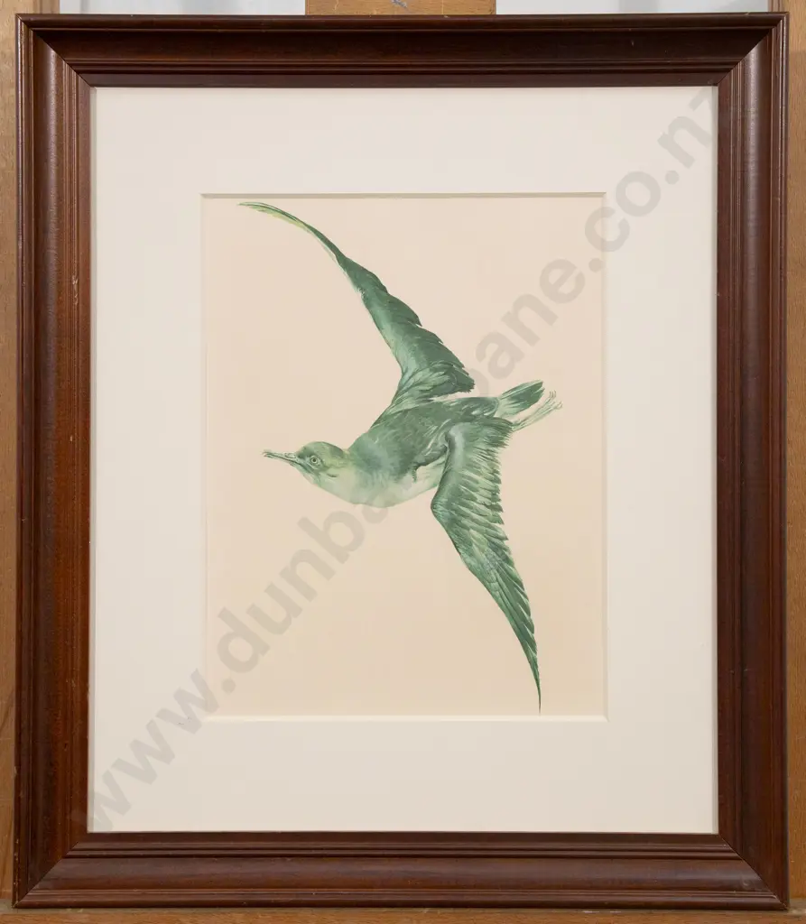 Raymond Ching - Puffin Image 1++