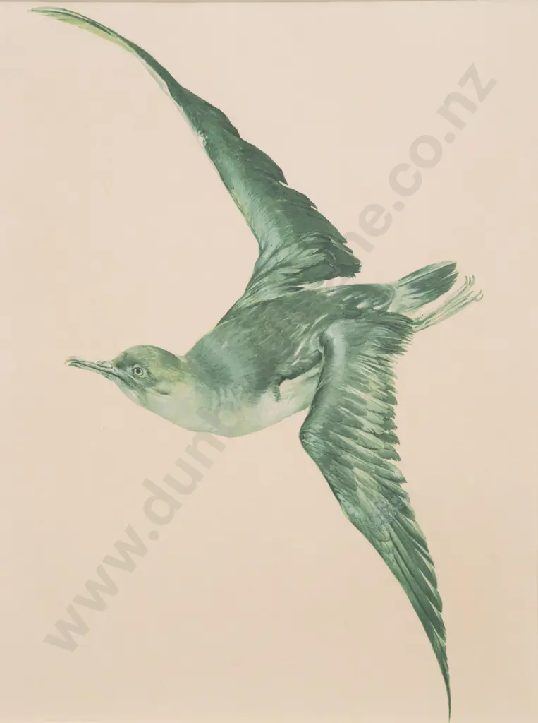 Raymond Ching - Puffin Image 1++