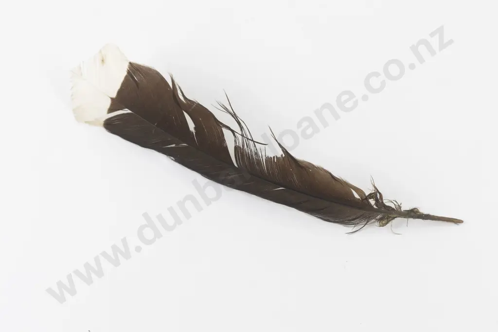 Huia Tail Feather Image 1++