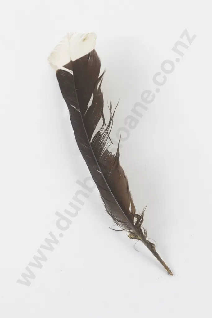 Huia Tail Feather Image 1++