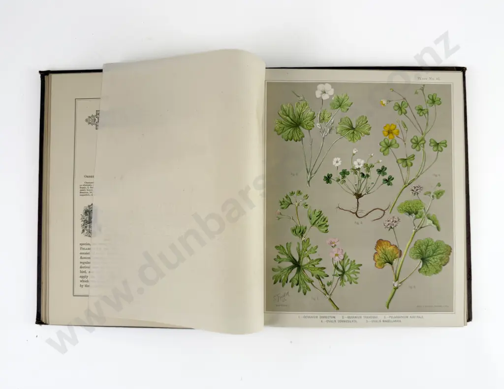Featon Mr & Mrs E H - The Art Album of New Zealand Flora Volume I Authors Edition Image 1++