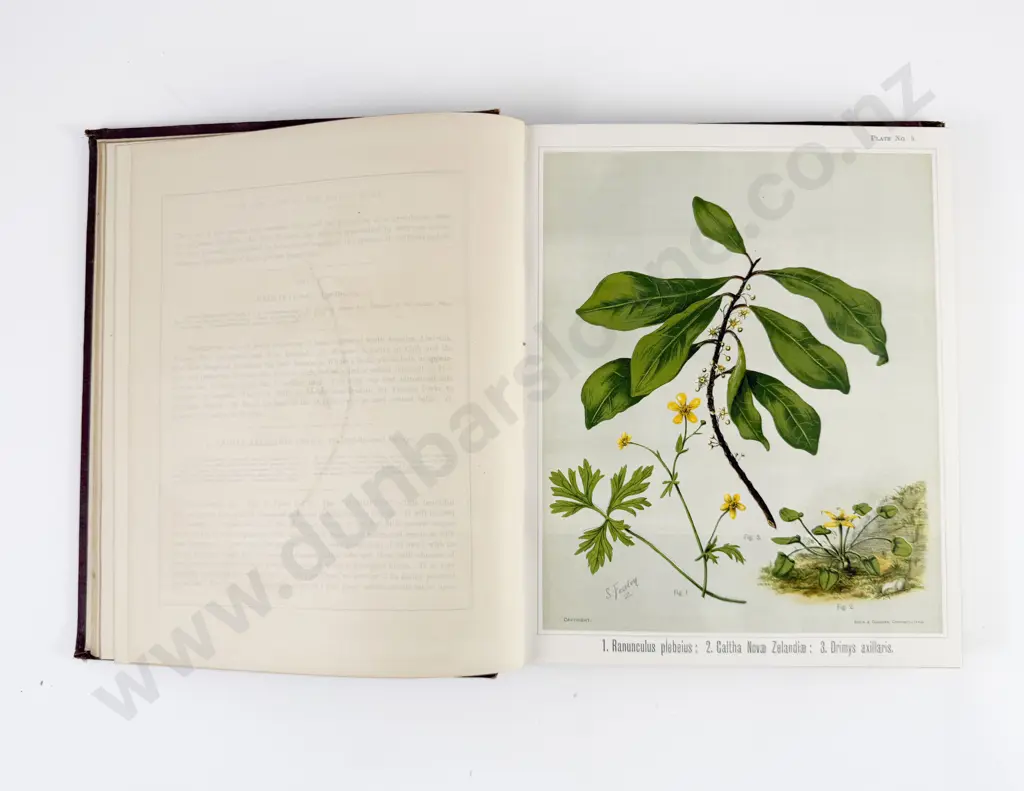 Featon Mr & Mrs E H - The Art Album of New Zealand Flora Volume I Authors Edition Image 1++