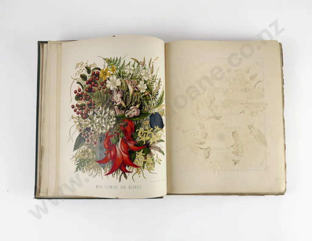 Featon Mr And Mrs E H - The Art Album of New Zealand Flora Image 1++