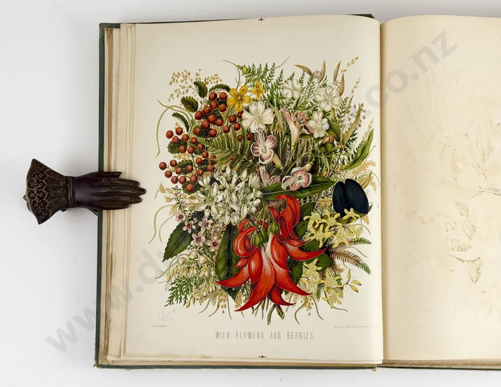 Featon Mr And Mrs E H - The Art Album of New Zealand Flora Image 1++