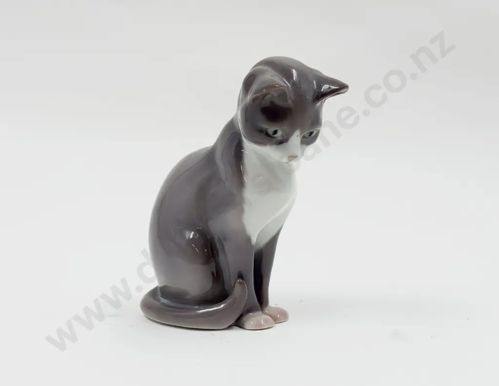 B & G Cat Image 1++