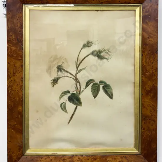 Victorian Botanical Study Watercolour - Birds Eye Maple Frame
