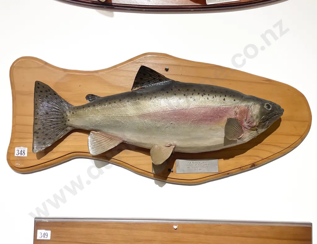 Mounted Model of 7lb Rainbow Trout Image 1++