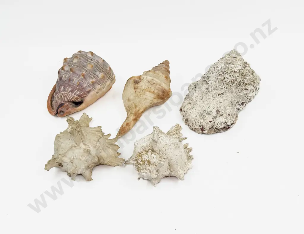 Box of Assorted Shells etc Image 1++