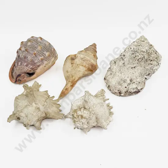 Box of Assorted Shells etc