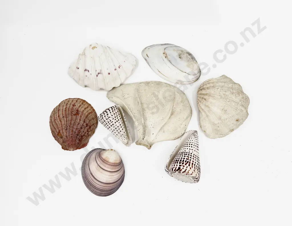 Box of Assorted Shells etc Image 1++