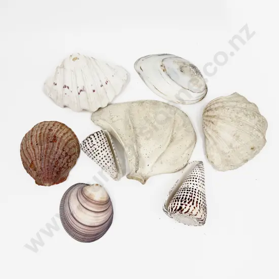 Box of Assorted Shells etc