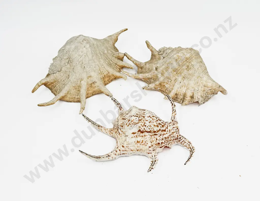 Box of Assorted Shells etc Image 1++