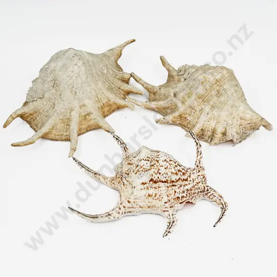 Box of Assorted Shells etc