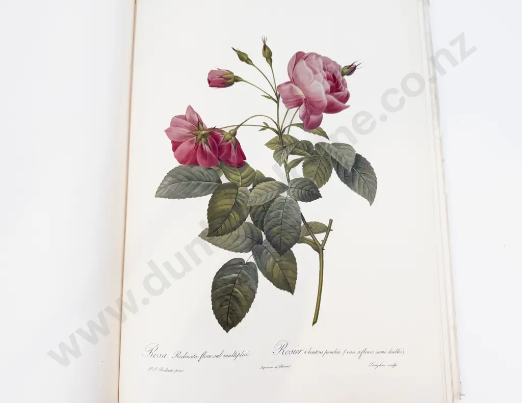 Pierre-Joseph Redoute - Roses 2 Image 1++