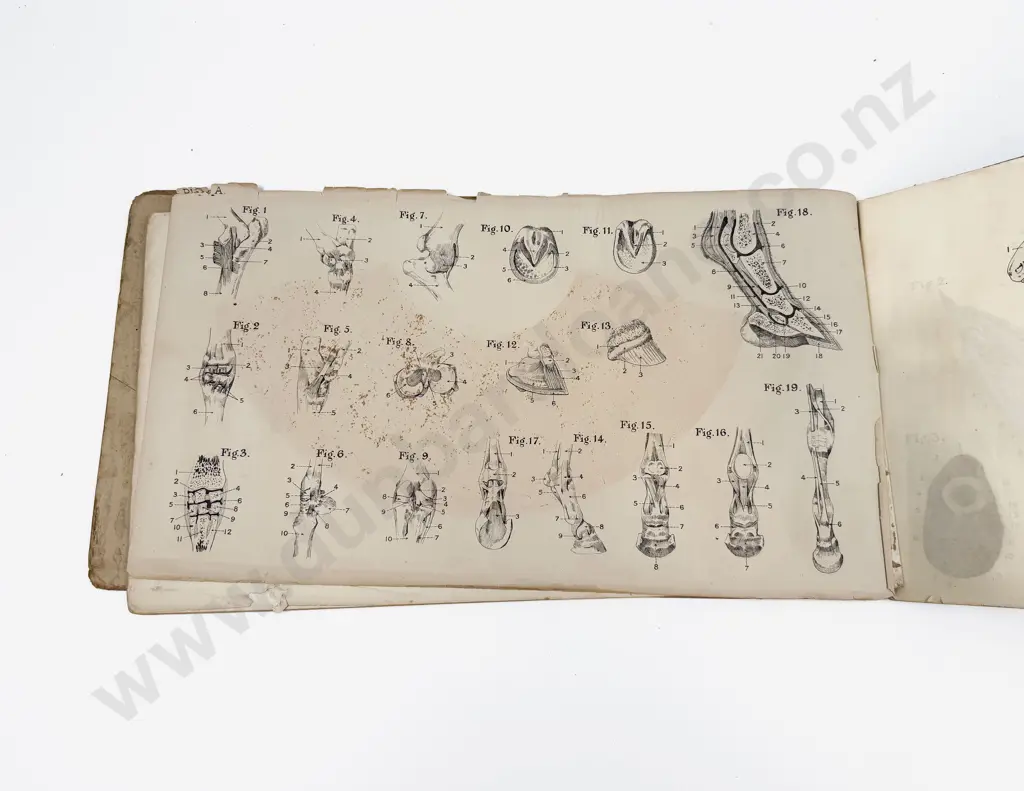 Bailliere's Atlas of The Horse Image 1++