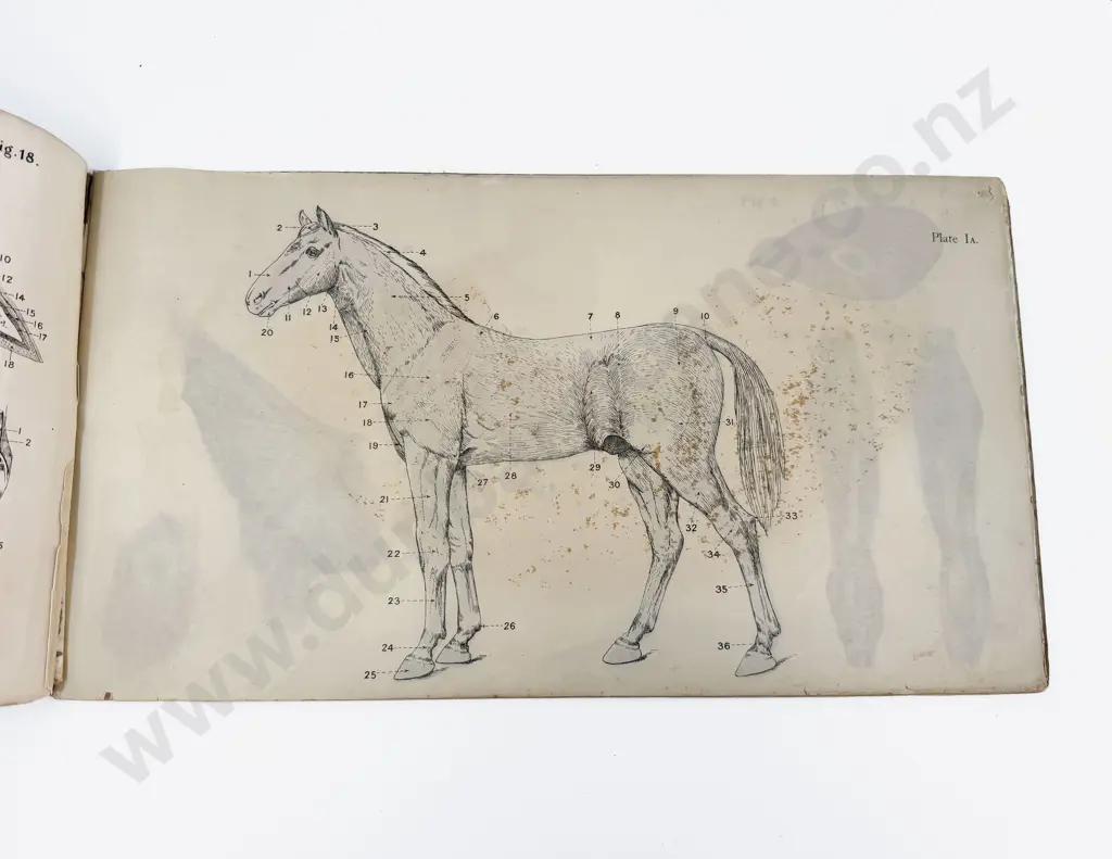 Bailliere's Atlas of The Horse Image 1++