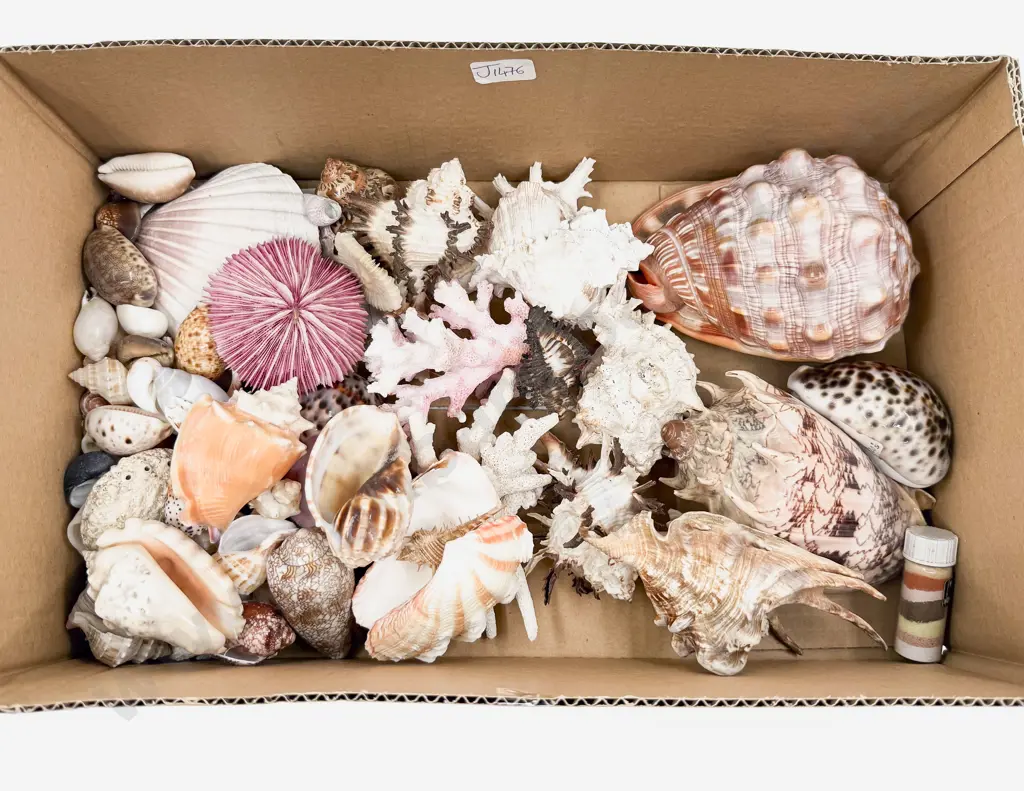 Box Qty of Assorted Seashells & Coral etc Image 1++