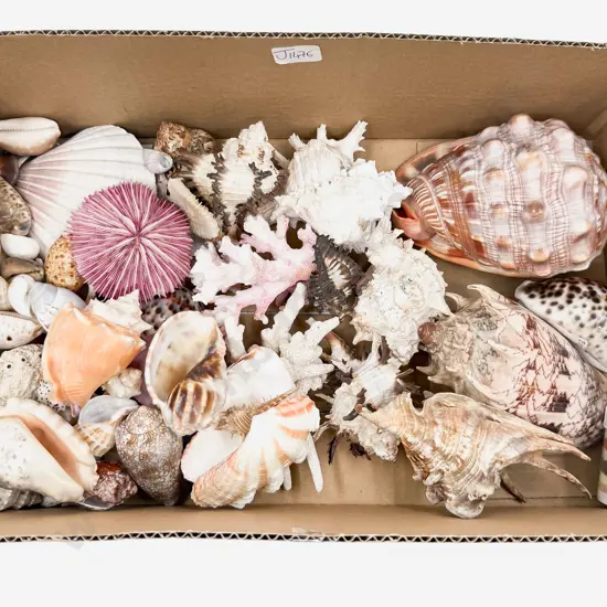 Box Qty of Assorted Seashells & Coral etc