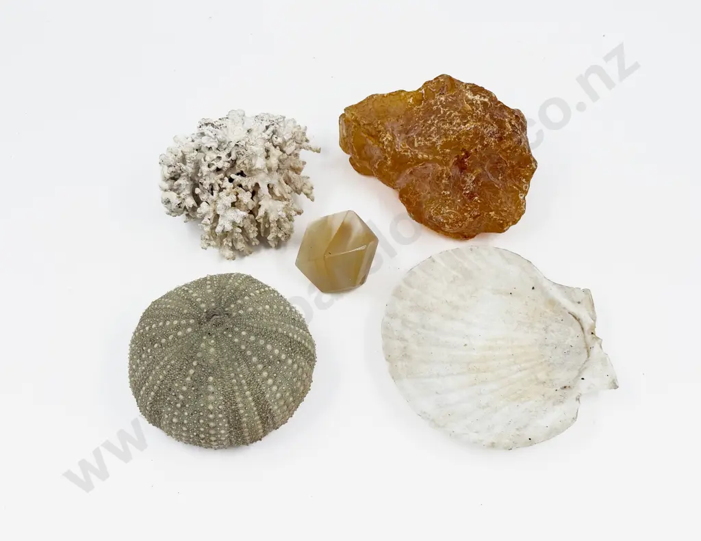 Qty of Assorted incl Coral & Kauri Gum etc Image 1++