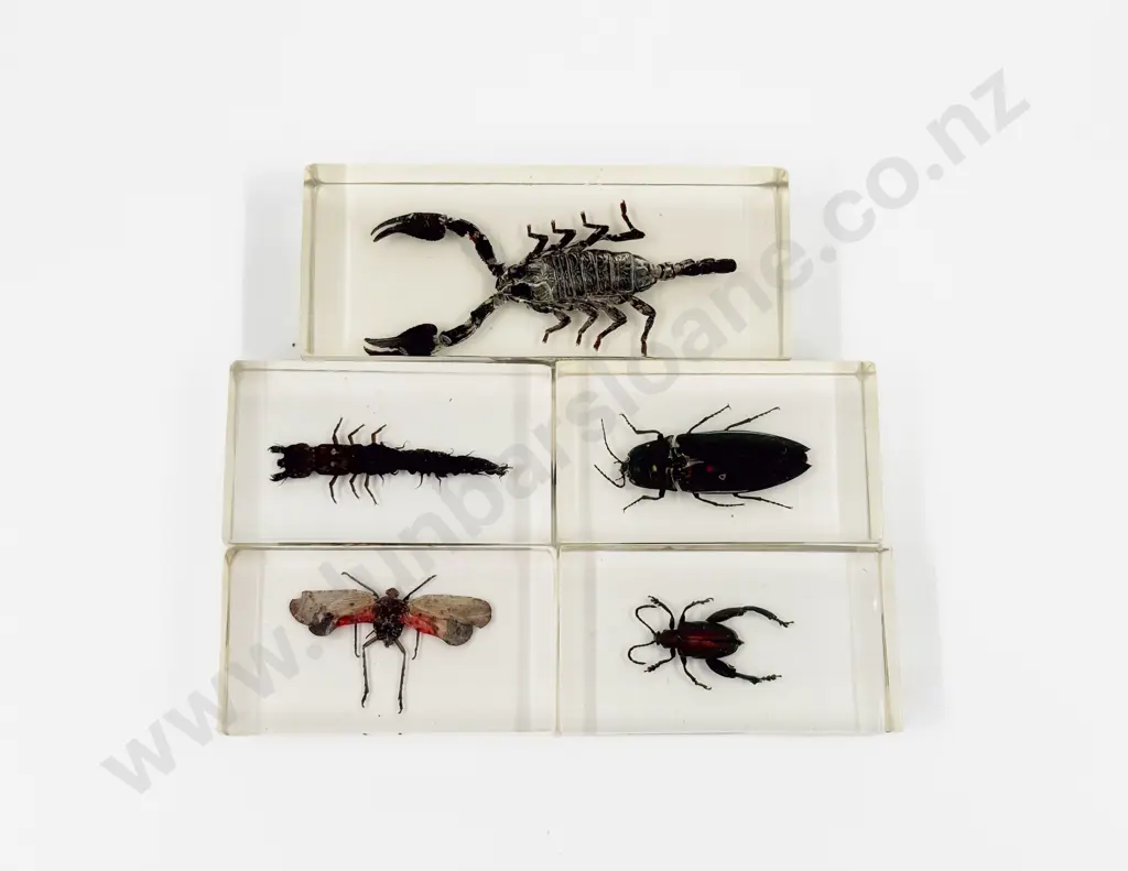 Five Assorted Insect Paperweights Image 1++