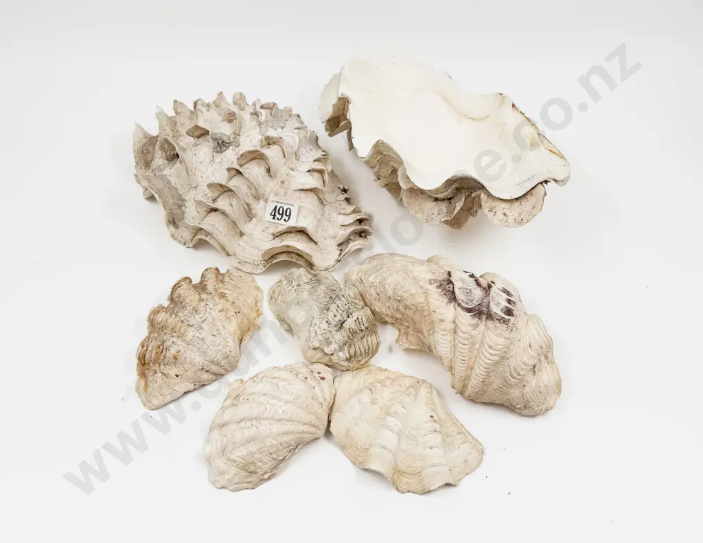 Seven Assorted Clam Shells Image 1++
