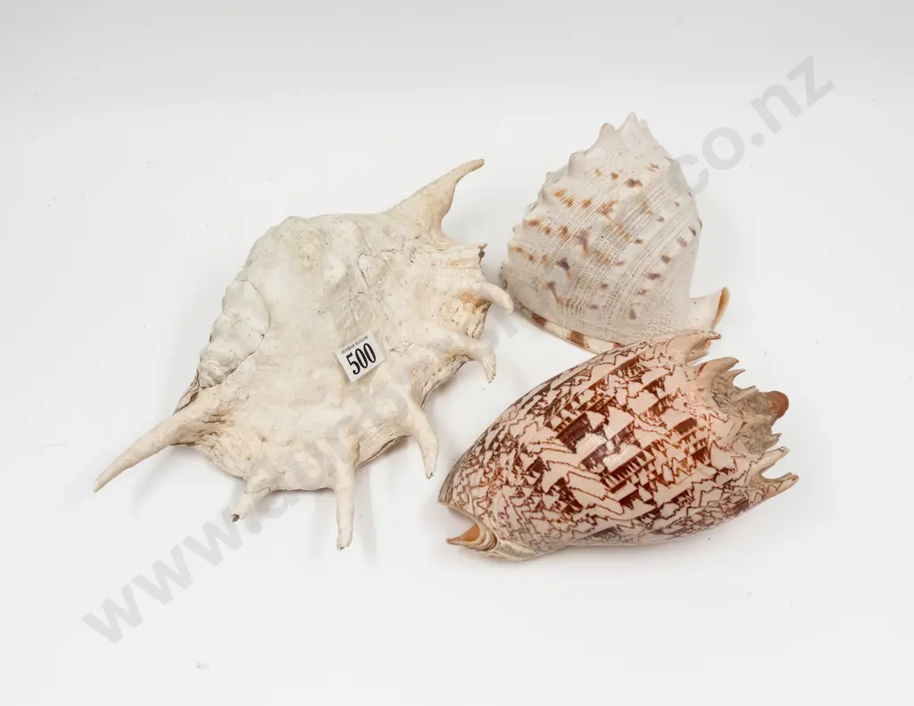 Three Various Shells Image 1++