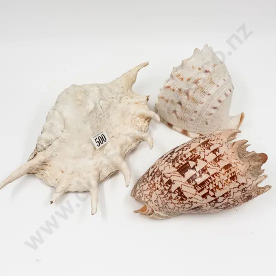 Three Various Shells