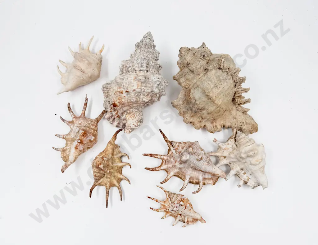 Quantity of Assorted Shells & Two Larger Examples Image 1++